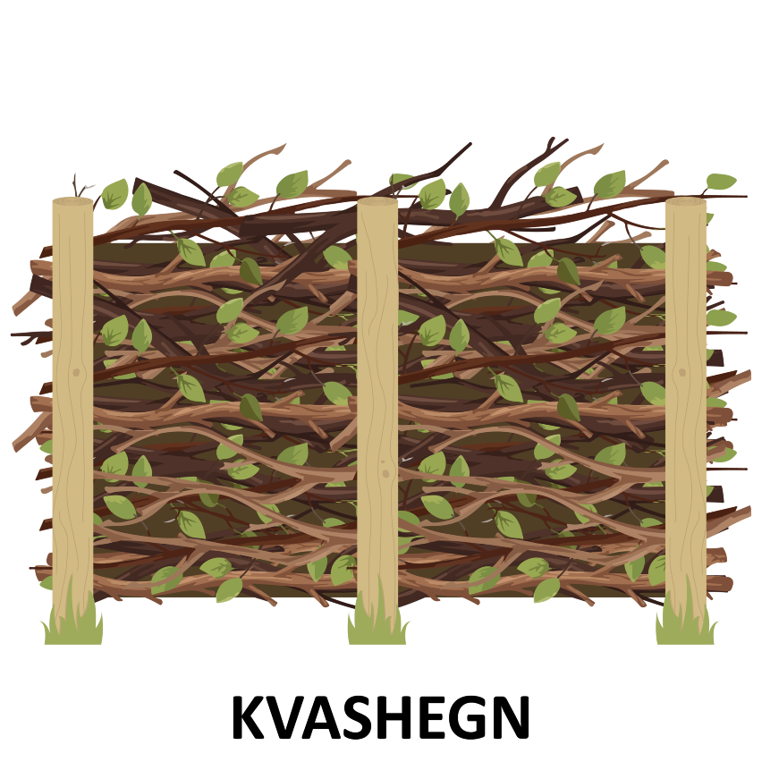 Illustration af kvashegn